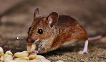24 Hour & Emergency Exterminators in Odin, KS